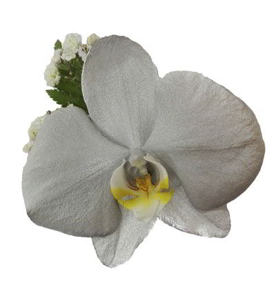 Orquídea Plateada
